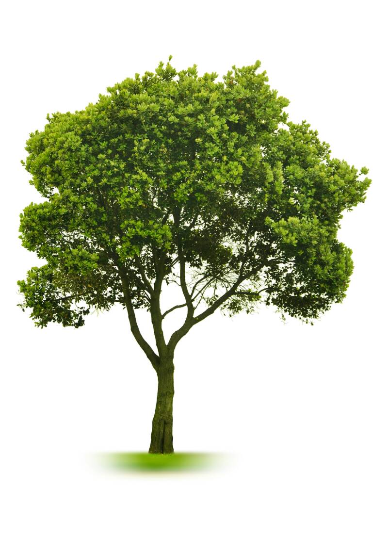 Bộ sưu tập hình cây xanh chất lượng siêu cao  Hơn 999 hình cây xanh thú vị  trong độ phân giải 4K